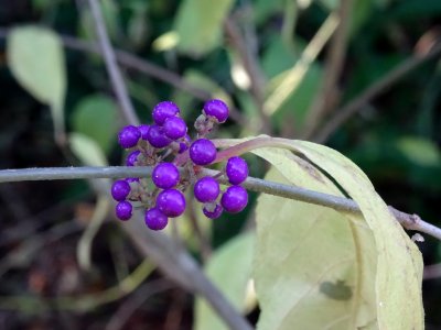 Callicarpe de Bodinier ou arbuste aux bonbons, Callicarpa … 