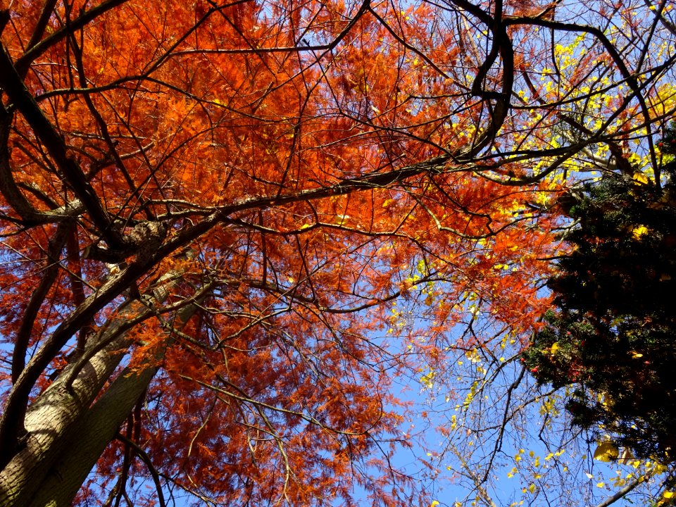 Cyprès chauve ou Cyprès de Louisiane, Taxodium distichum, … 