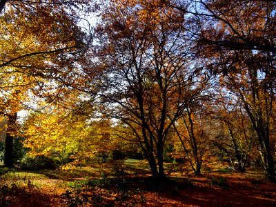 Couleurs chaudes dans la hêtraie 