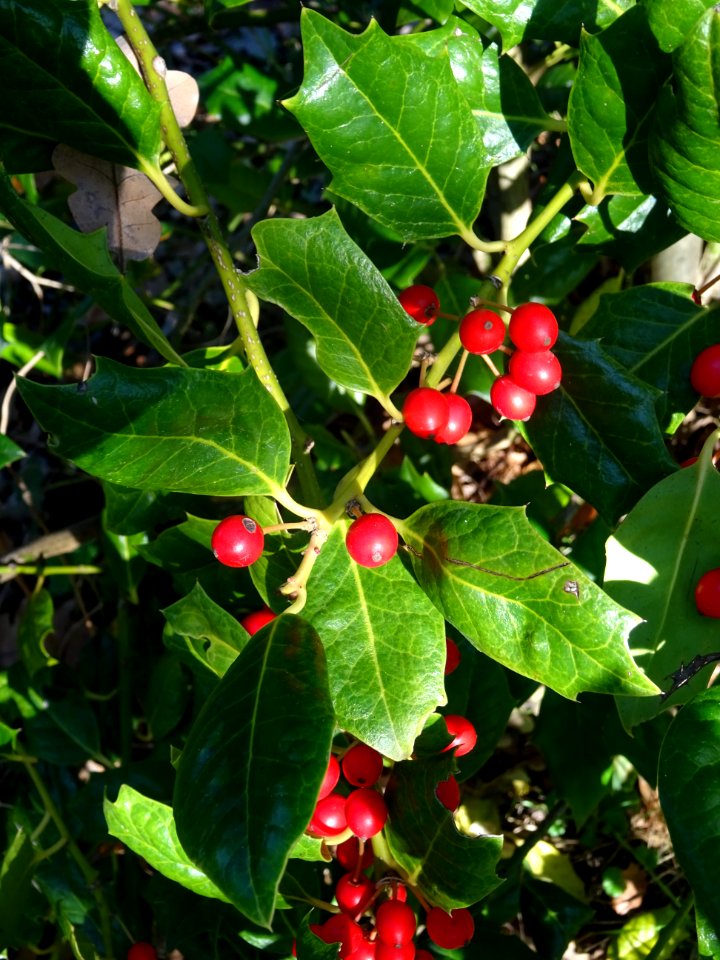 Houx, Ilex aquifolium, Aquifoliacées 