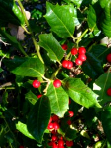 Houx, Ilex aquifolium, Aquifoliacées 
