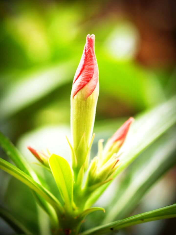 Blooming foliage natural