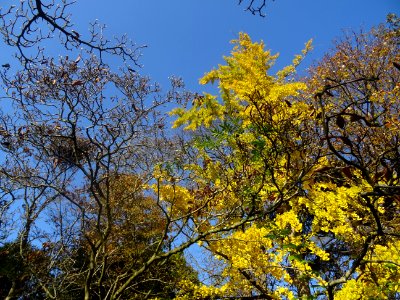 Ginkgo photo