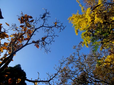 Ginkgo photo