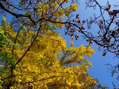 Ginkgo photo