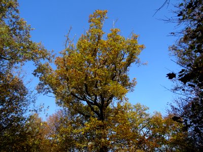 Chêne 