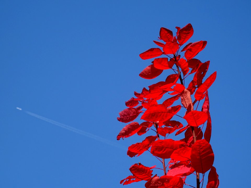 Fustet ou arbre à perruque, Cotinus coggygria, Anacardiacé… 