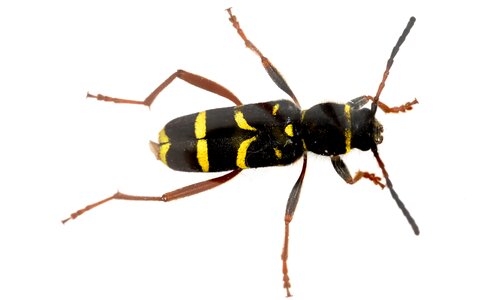 Insect clytus arietis