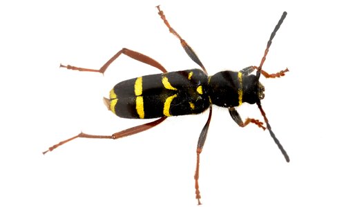 Insect clytus arietis photo