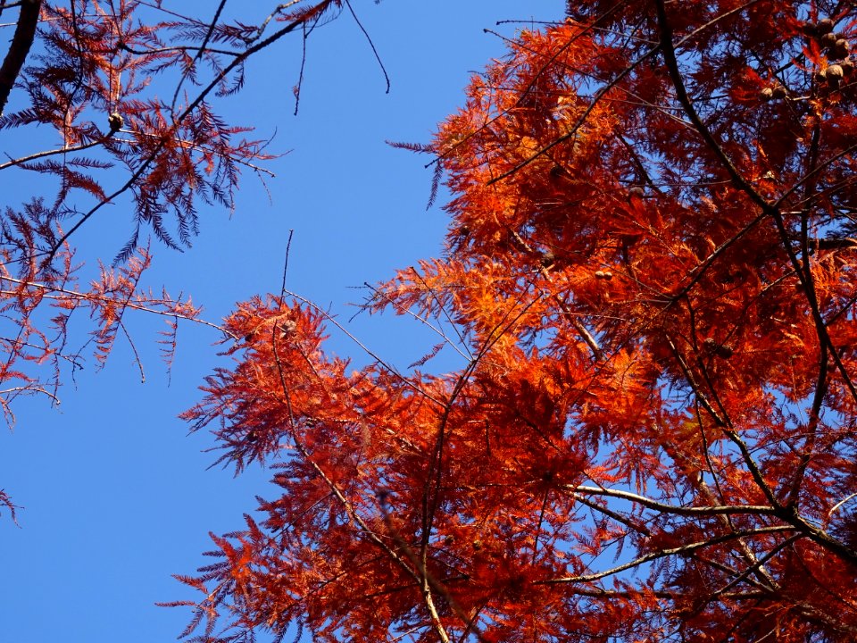 Cyprès chauve ou Cyprès de Louisiane, Taxodium distichum, … 