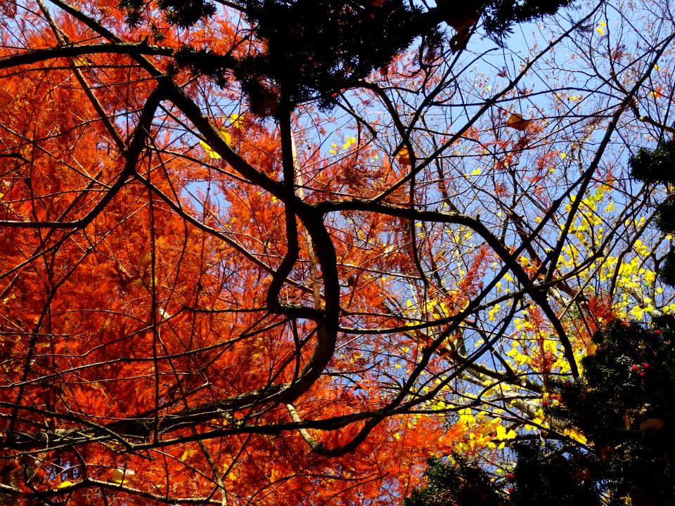 Cyprès chauve ou Cyprès de Louisiane, Taxodium distichum, … 