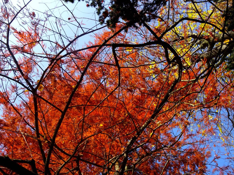 Cyprès chauve ou Cyprès de Louisiane, Taxodium distichum, … 