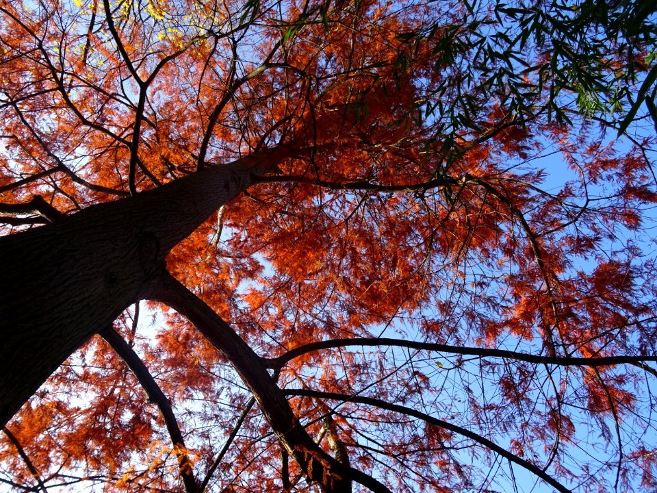 Cyprès chauve ou Cyprès de Louisiane, Taxodium distichum, … 