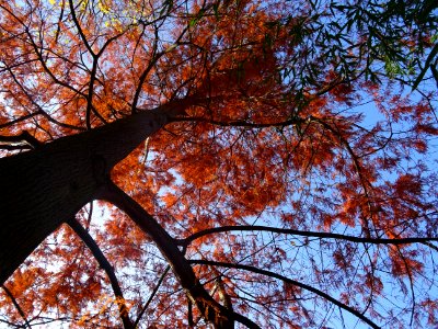 Cyprès chauve ou Cyprès de Louisiane, Taxodium distichum, … 