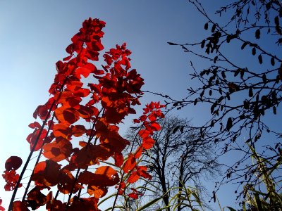 Fustet ou arbre à perruque, Cotinus coggygria, Anacardiacé… 