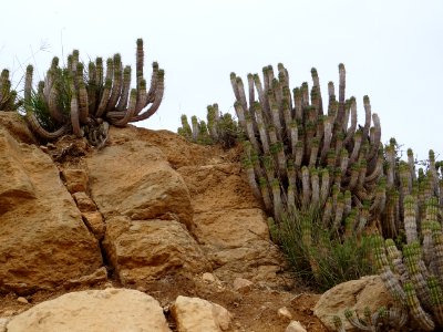 Euphorbe echine, Euphorbia officinarum subsp. echinus, Eup… 