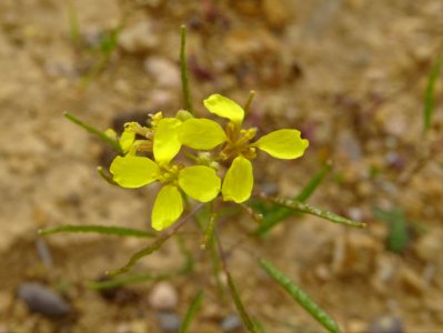 Diplotaxis à feuilles étroites Diplotaxis tenuifolia, Bras… 