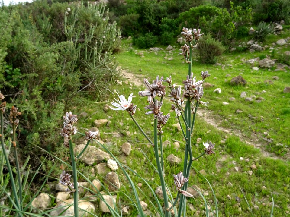 Asphodèle ramifié, Asphodelus ramosus, Xanthorrhoéacées 