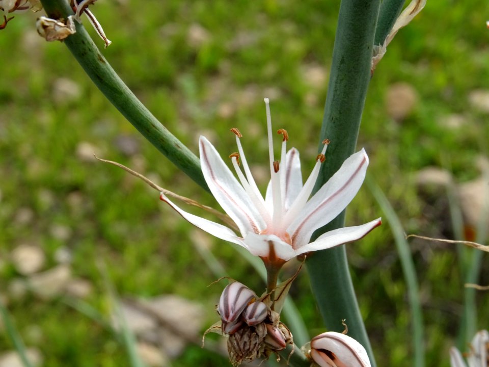 Asphodèle ramifié, Asphodelus ramosus, Xanthorrhoéacées 