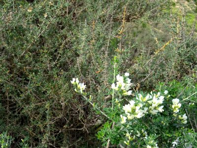 Genêt blanc, Retama monosperma, Fabacées 