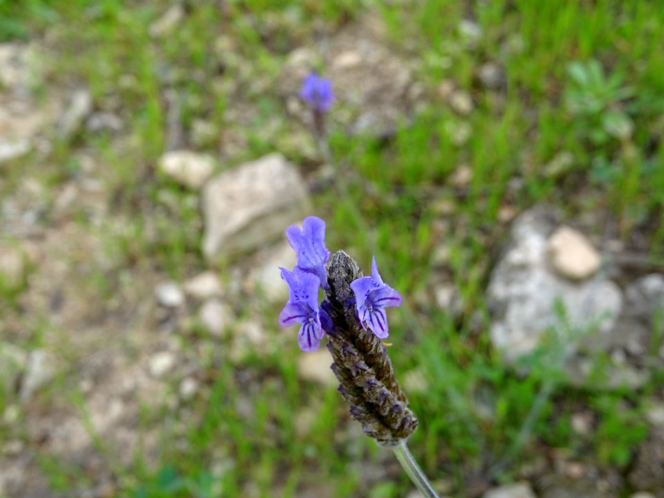 Lavande à toupet, Lavandula stoechas, Lamiacées 