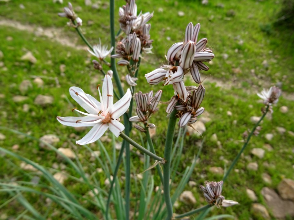 Asphodèle ramifié, Asphodelus ramosus, Xanthorrhoéacées 