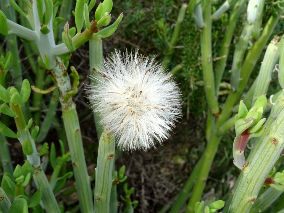 Senecio anteuphorbium, Kleinia anteuphorbium, Astéracées 