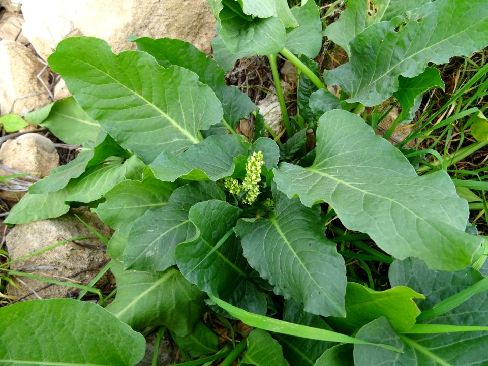 Melanthium ? ... à confirmer ! ? ou Amaranthus 