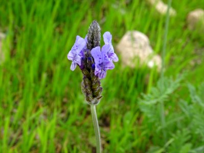 Lavande à toupet, Lavandula stoechas, Lamiacées 