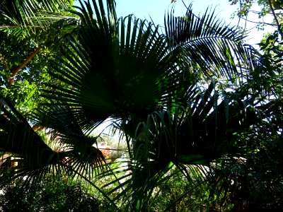 Palmier éventail, Livistona rotundifolia, Palmées. Origina… 