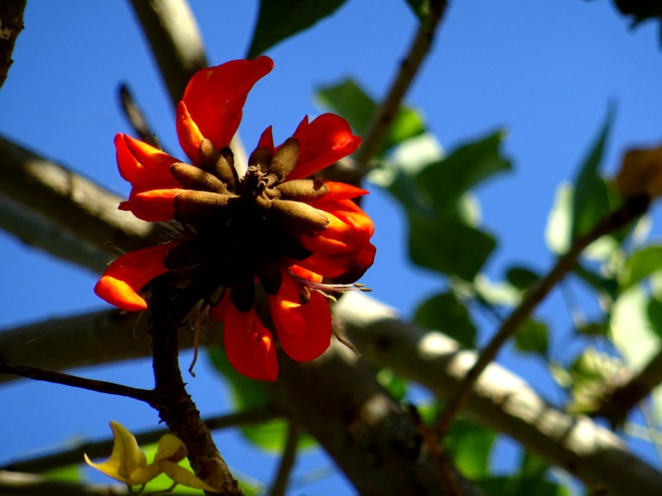 Erythrine de Kafrarie, Erythrina caffra, Fabacées. Origina… 