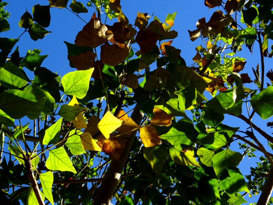 Erythrine de Kafrarie, Erythrina caffra, Fabacées. Origina… 