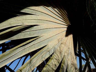 Palmier de Bismarck, Bismarckia nobilis, Arecacées. Origin… 