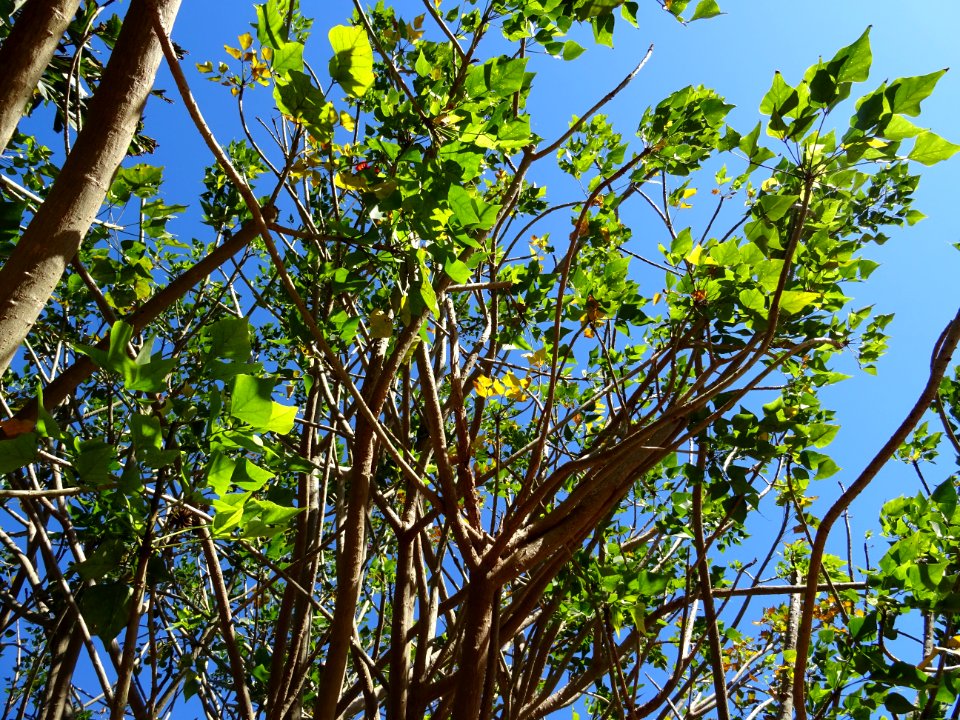 Erythrine de Kafrarie, Erythrina caffra, Fabacées. Origina… 