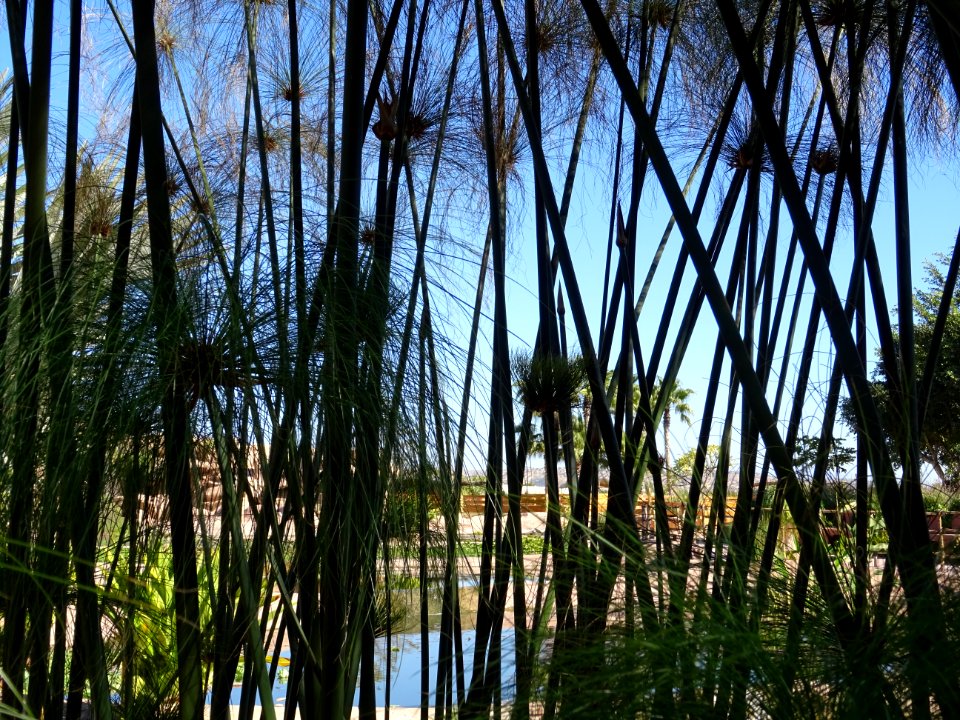 Papyrus du Nil, Cyperus papyrus, Cyperacées 