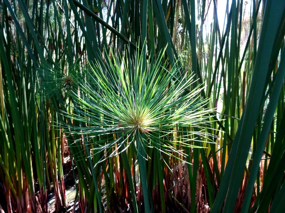 Papyrus du Nil, Cyperus papyrus, Cyperacées 