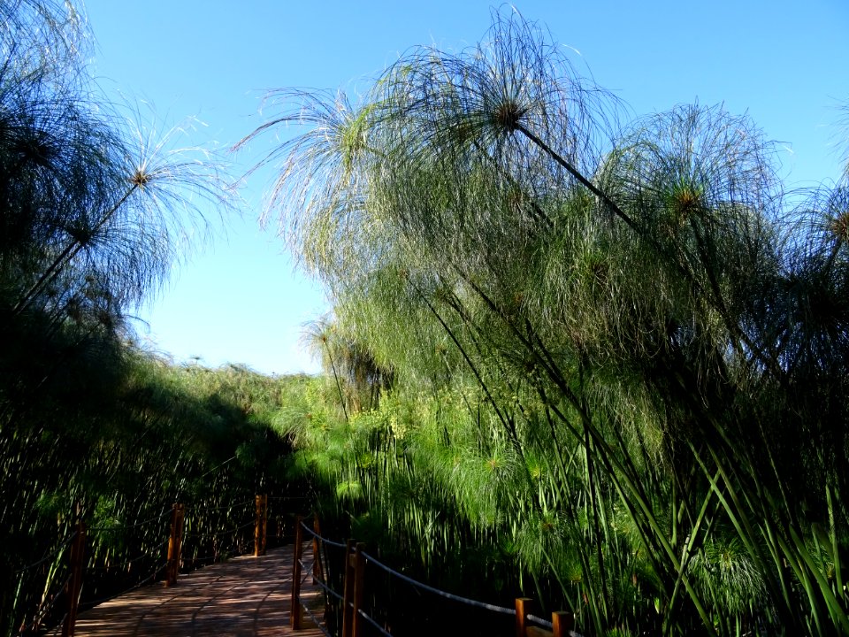 Papyrus du Nil, Cyperus papyrus, Cyperacées 