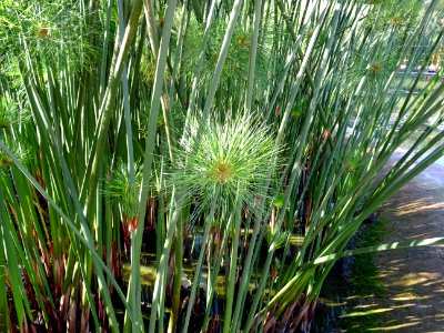 Papyrus du Nil, Cyperus papyrus, Cyperacées 