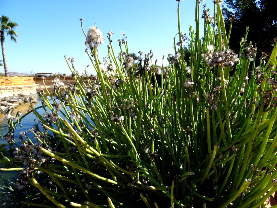 Senecio anteuphorbium, Kleinia anteuphorbium, Astéracées 
