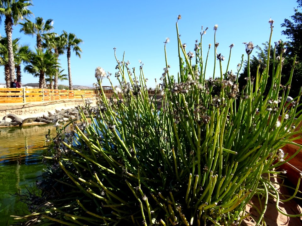 Senecio anteuphorbium, Kleinia anteuphorbium, Astéracées 
