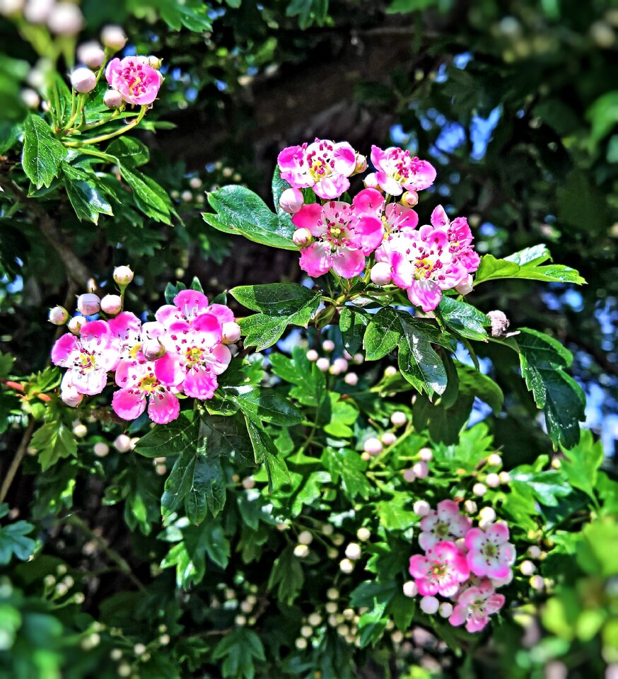 Pink white many buds
