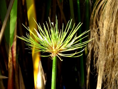 Papyrus du Nil, Cyperus papyrus, Cyperacées 