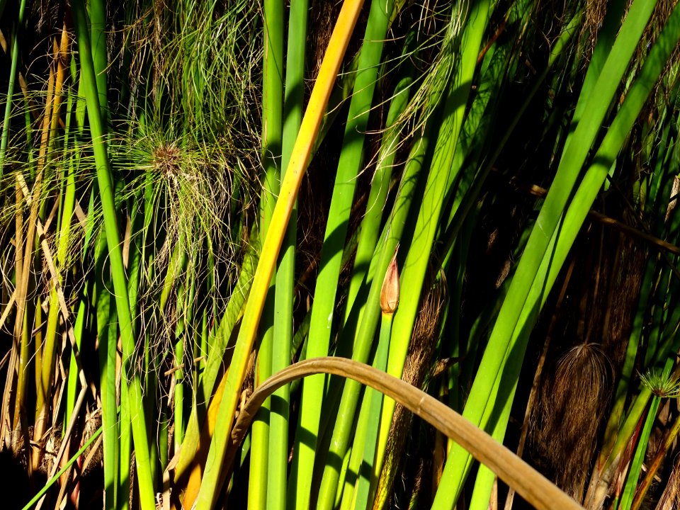 Papyrus du Nil, Cyperus papyrus, Cyperacées 