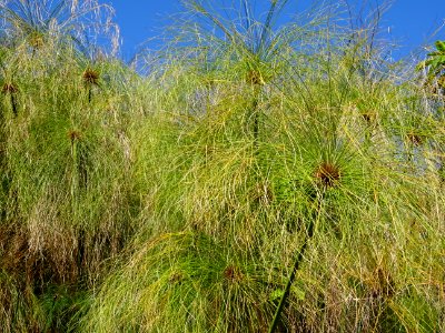 Papyrus du Nil, Cyperus papyrus, Cyperacées 
