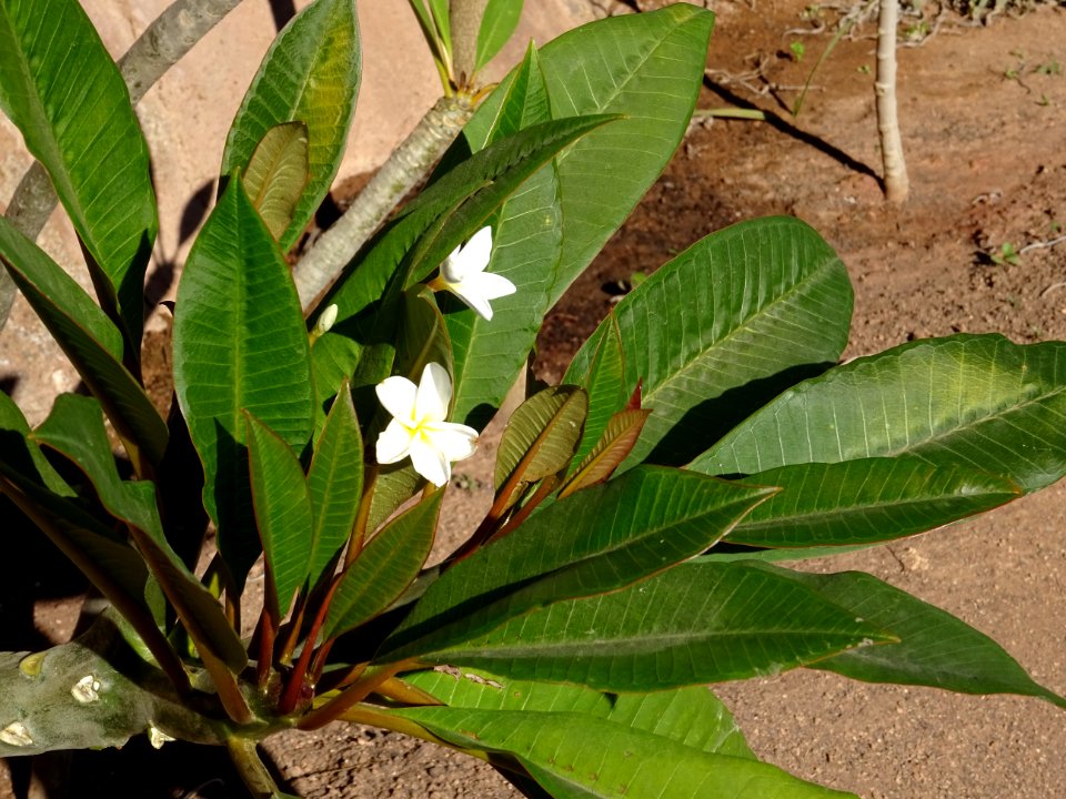 Frangipanier, Plumeria obtusa, Apocynacées. Orginaire des … 