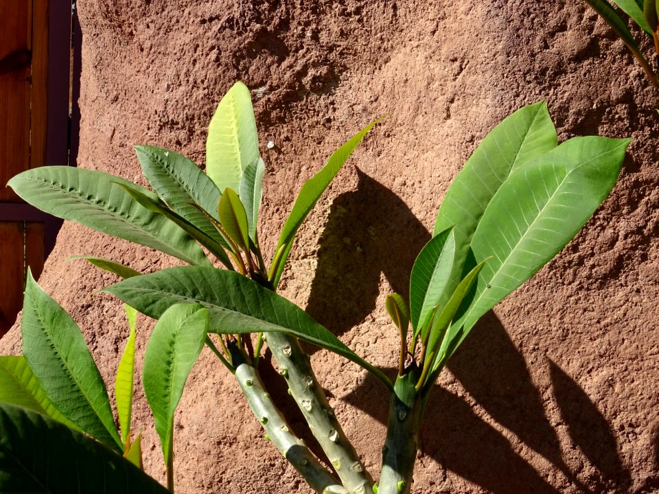 Frangipanier, Plumeria obtusa, Apocynacées. Orginaire des … 