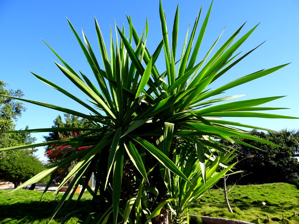 Yucca géant, Yucca gigantea ou Yucca elephantipes, Asparag… 