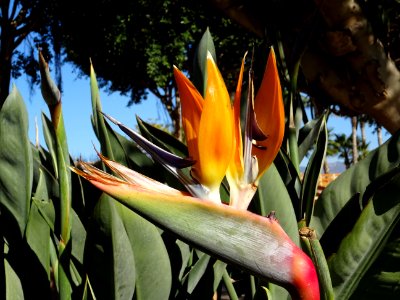 Oiseau de paradis, Strelitzia reginae, Strelitziacées. Ori… 