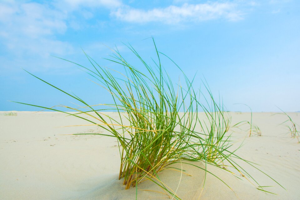 Grass borkum beach