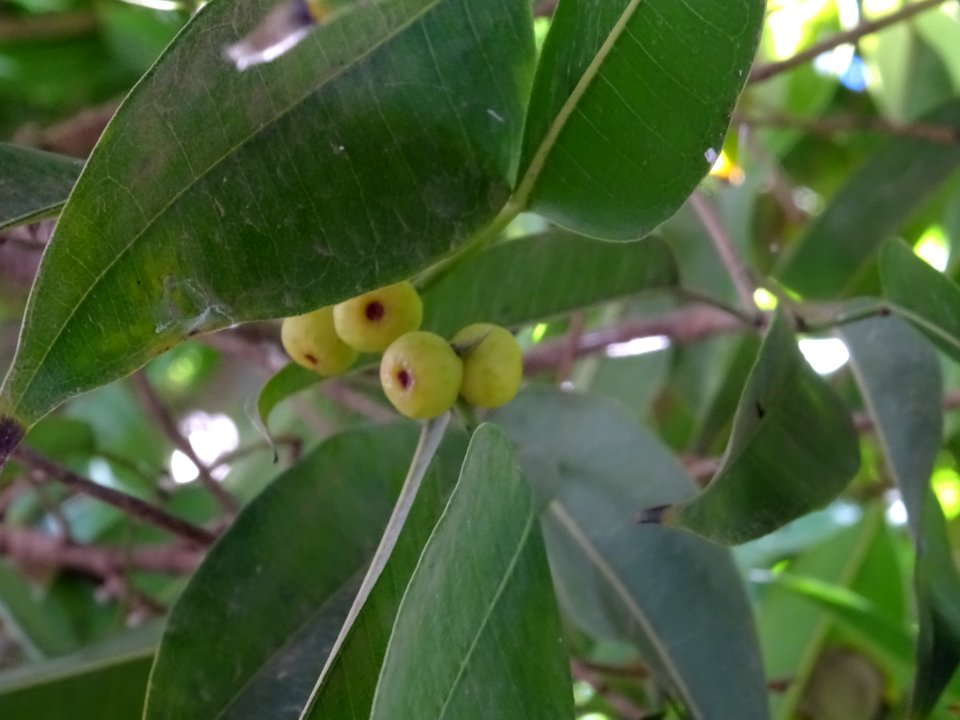 Sycones (figues) du Ficus sabre, Ficus binnendijkii, Morac… 